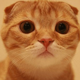 老王外网vp加速器